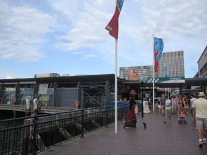 Cirqular Quay�i�T�[�L�����[�E�L�[�j�ɂ��郏�[�t�i�u���j